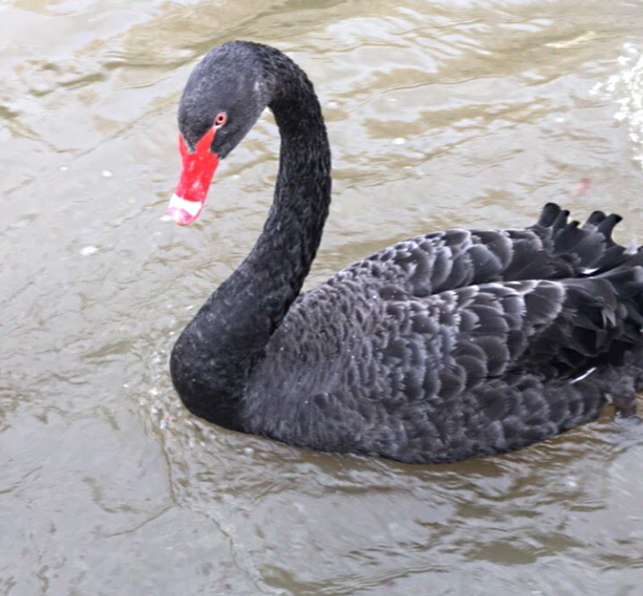 Black Swan 2